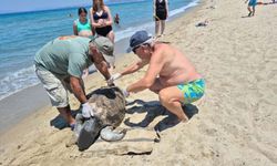 Kuşadası ve Selçuk'ta 3 deniz kaplumbağası ölü bulundu!
