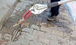 Evde yılan alarmı: İtfaiye devreye girdi