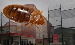 İzmir Barosu açıkladı... Kamu kurumunu tahtakurusu bastı!