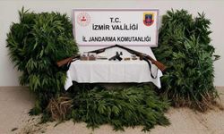 Jandarmadan Ödemiş'te kenevir operasyonu: Şüpheli tutuklandı