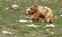 Evinin önünde uyurken ayı saldırısına uğradı: Yaşlı adamın acı sonu!