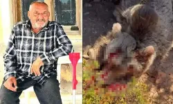 İzmir Barosu Valiliğe sordu: Ayı neden öldürüldü?