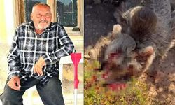 Seferihisar'da ölüm getiren ayı vuruldu