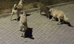 Başıboş köpekler yavru yaban domuzuna saldırdı
