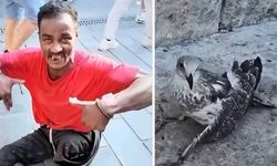 Martıların kanat ve bacaklarını kesen cani için 'sınır dışı' kararı!