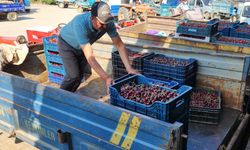 Napolyon kirazında fiyat geriledi