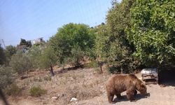 İzmir'de ayı paniği sürüyor: Bu kez adres Özdere!