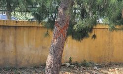 Dr. Suat Seren'de ağaç kıyımı iddiası... Konak Kent Konseyi'nden eylem çağrısı!