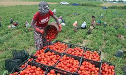 Torbalı'da tarım işçilerinden zam resti: Anlaşma yoksa grev!
