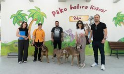 Büyükşehir, patili dostları geride bırakmadı!
