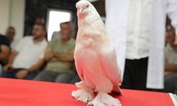 Bu güvercinin değeri evle yarışıyor!