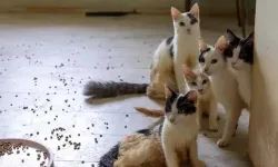 ‘Çöp ev’ ihbarın gittiler: 100 tane kedi buldular!