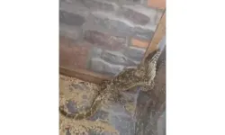 Manisa'da 61 yaban hayvanına el konuldu