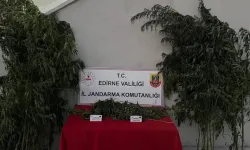 Hint kenevirlerini sularken yakalandı