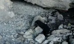 İzmir'de Akdeniz fokları fotokapanla görüntülendi
