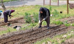 Toprakta hayat, sofrada bereket... Mahalle Bostanları’nda yaz hasadı!