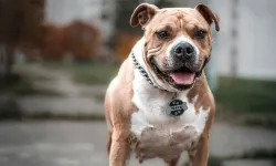 Tasmasız gezdirilen pitbull kadının parmağını kopardı!