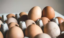 Salmonella alarmı: Yumurtalar acil olarak geri çağrıldı
