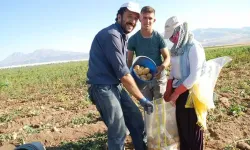Patates, üreticinin yüzünü güldürdü!