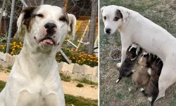 Av tüfeğiyle öldürülen 'Sütlaç' için savcılığa suç duyurusu