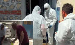 Bursa'da pire istilası: Kaşınmaktan hastanelik oldular!