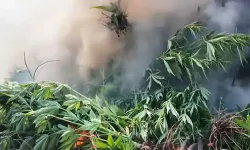 247 bin kök kenevir ele geçirildi; 17 gözaltı!