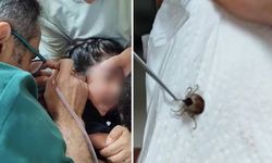 Kulak ağrısı şikayetiyle doktora gitti: Kulağından kene çıktı!