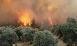 Orman yangınlarına ilişkin 6 kişi hakkında tutuklama kararı
