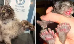 29 parmaklı kedi Guinness rekoru kırdı