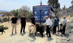 Yangında hayvanlarını kaybeden çiftçilere 114 küçükbaş hayvan dağıtıldı!