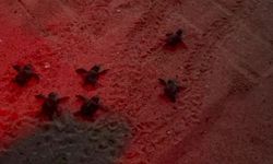 60 caretta caretta yavrusu denizle buluştu!