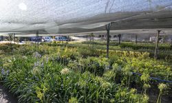İzmir’in ilk lavanta parkı geliyor!