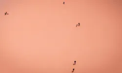 Tuz Gölü pembeye büründü