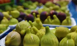 Bardacıkta rekolte beklentisi tutmadı!