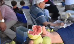 Bardacık incirinde rekolte yüz güldürdü!