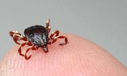 KKKA şüphesiyle tedavi görüyordu… Kene yine can aldı!