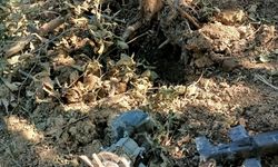 Fındık bahçesine İHA düştü