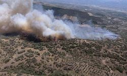 Aydın'da zeytinlik ve makilik alanda çıkan yangın kontrol altına alındı