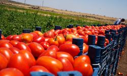 Rekolte eridi, fabrika ölü fiyata indi… Ege’nin domates deposunda kriz!