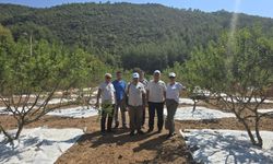 Muğla’da sakız hasadı başladı