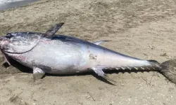 İzmir'deki balık ölümleri Meclis gündeminde!