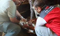 Muğla'da buzağı ölümlerini azaltmak için ekipler 24 saat sahada
