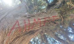 2 bin yıllık ağacın tahrip edilmesine ilişkin inceleme