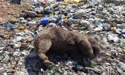 Bingöl'de çöplükte 3 bozayı ölü bulundu