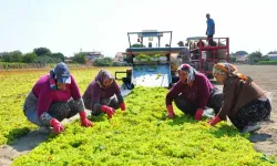 Üzüm üreticisinin fiyat isyanı: 18 TL’den 7 TL’ye düştü!