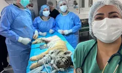 3 aylık yavru kaplan ameliyatla sağlığına kavuştu