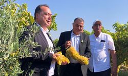Manisa'da bağ bozumu şenliği düzenlendi