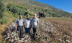 Söke'de sezonun ilk pamuk hasadı!