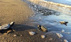 İztuzu'nda yavru caretta carettalar için denize yolculuk