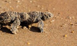 Didim’de caretta caretta yuvalarından yavru çıkışları tamamlandı